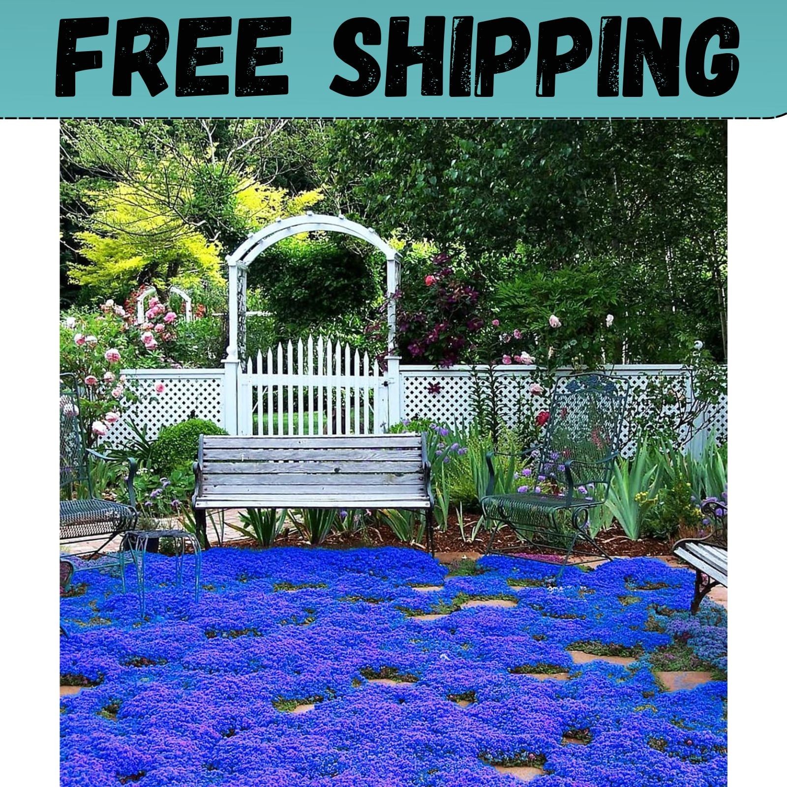 20000+ Magic Blue Creeping Thyme Seeds for Planting Ground Cover Plants Heirloom