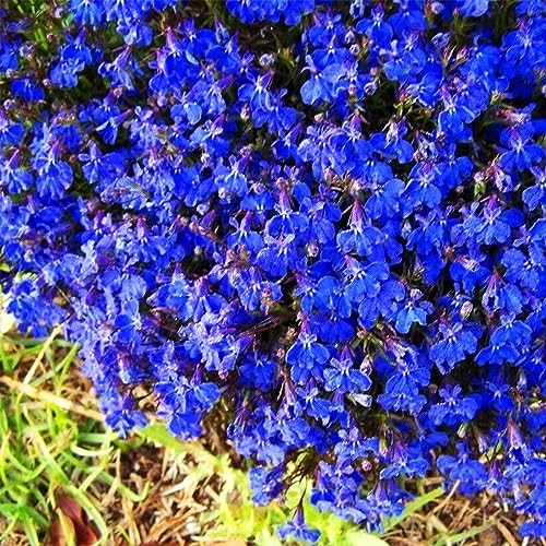 20000+ Magic Blue Creeping Thyme Seeds for Planting Ground Cover Plants Heirloom