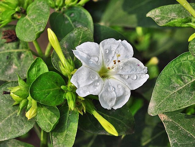 Mirabilis jalapa | White | Four O’Clock | 10 Seeds