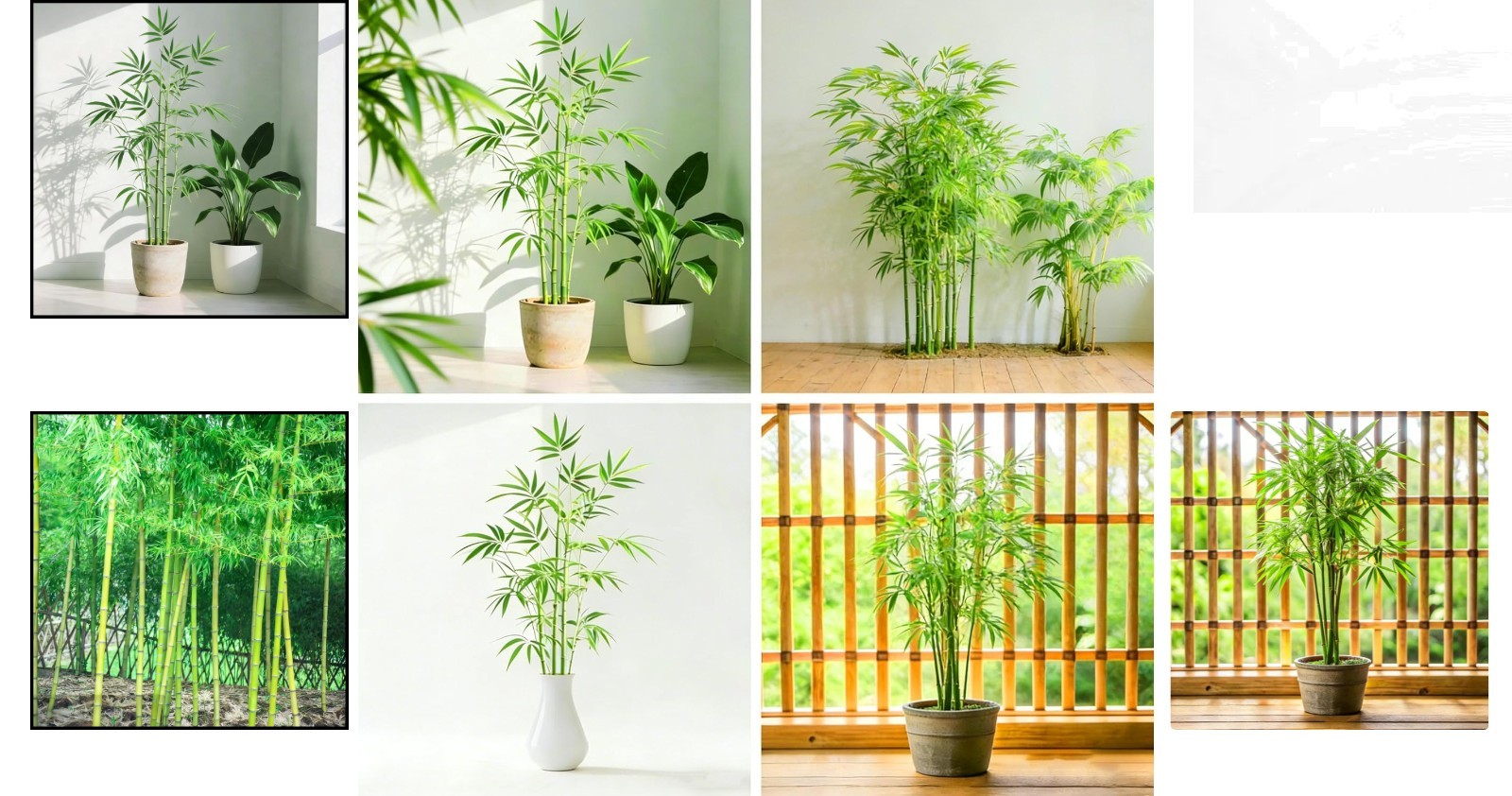 Low Maintenance Dwarf Bamboo Seeds – 490+ Heirloom Packs for Indoor & Outdoor