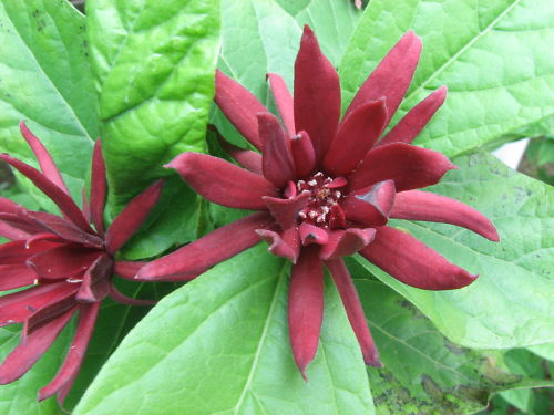 Carolina Allspice, Calycanthus floridus, Shrub Seeds