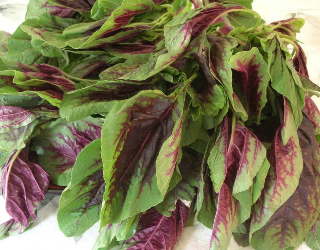 Red Leaf Amaranth | Amaranthus tricolor 苋菜 ऐमारैंथ 아마란스 Xiancai Bireum Tandaljo