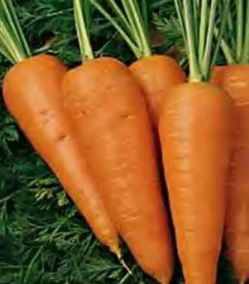 20+ CHANTENAY RED CORED CARROT SEEDS vegetable GARDEN culinary