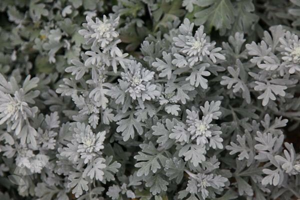 Artemisia stelleriana | Dusty Miller | Beach Sage | Oldwoman | 20_Seeds