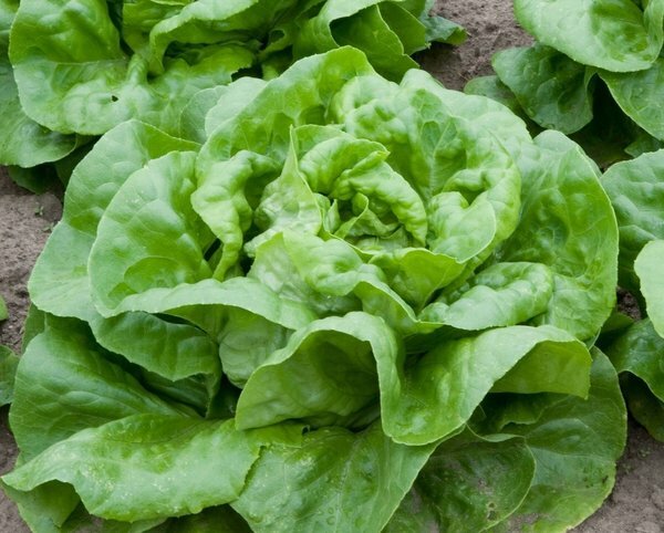 Butter Crunch Lettuce Seeds 600+ Butterhead Vegetable NON-GMO USA FREE SHIPPING