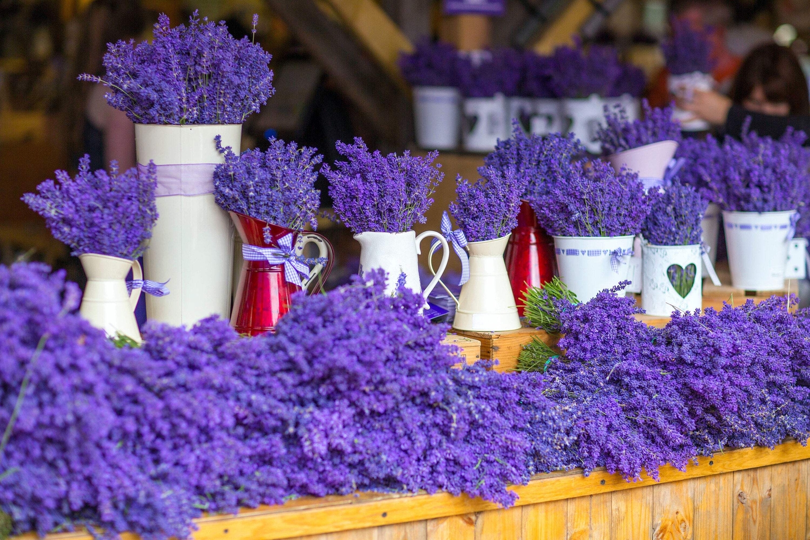20 DWARF MUNSTEAD LAVENDER English Lavandula Angustifolia Flower Herb Seeds