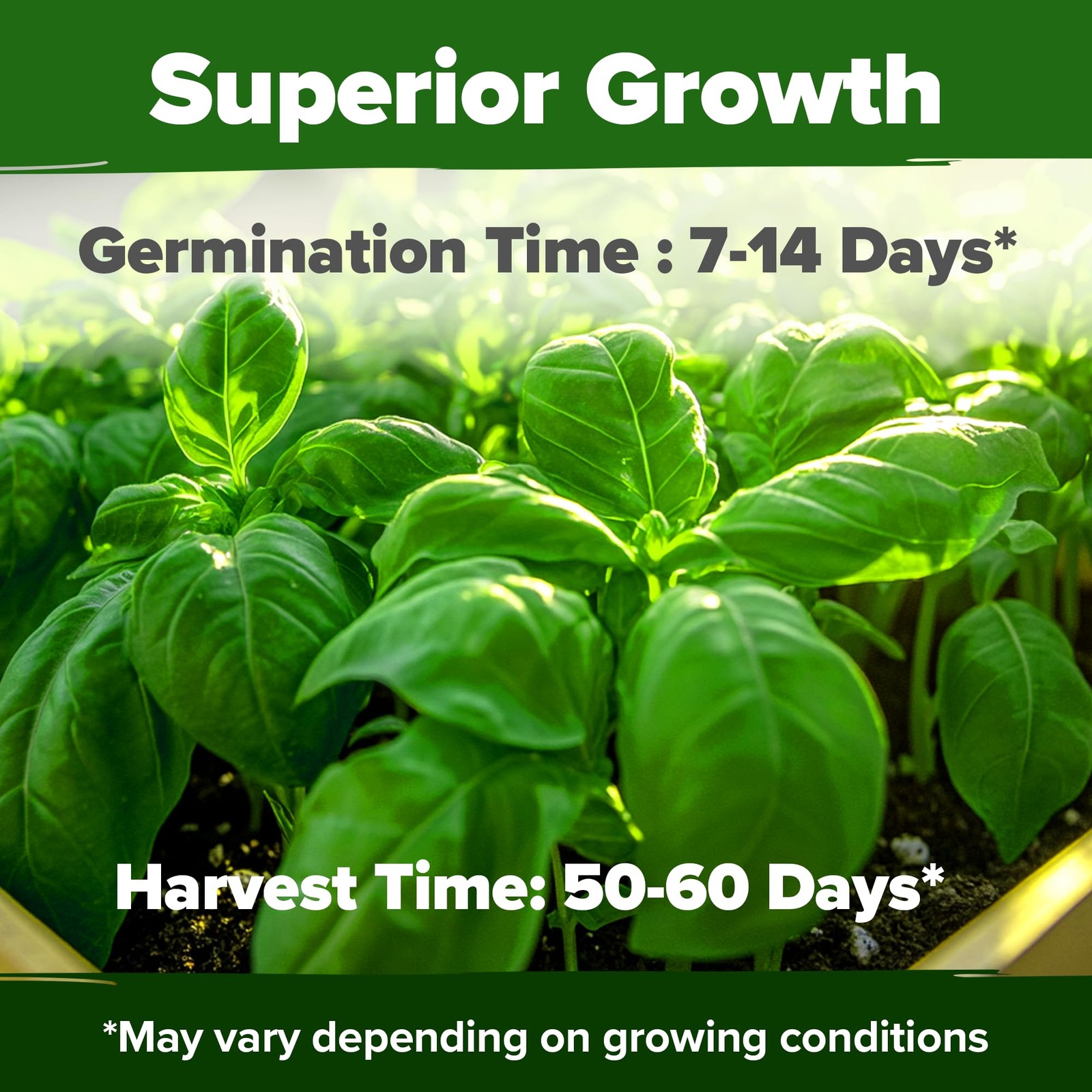 Genovese Basil Seeds 2 Pack 3500 Non GMO Heirloom Basil Seeds for Planting O…