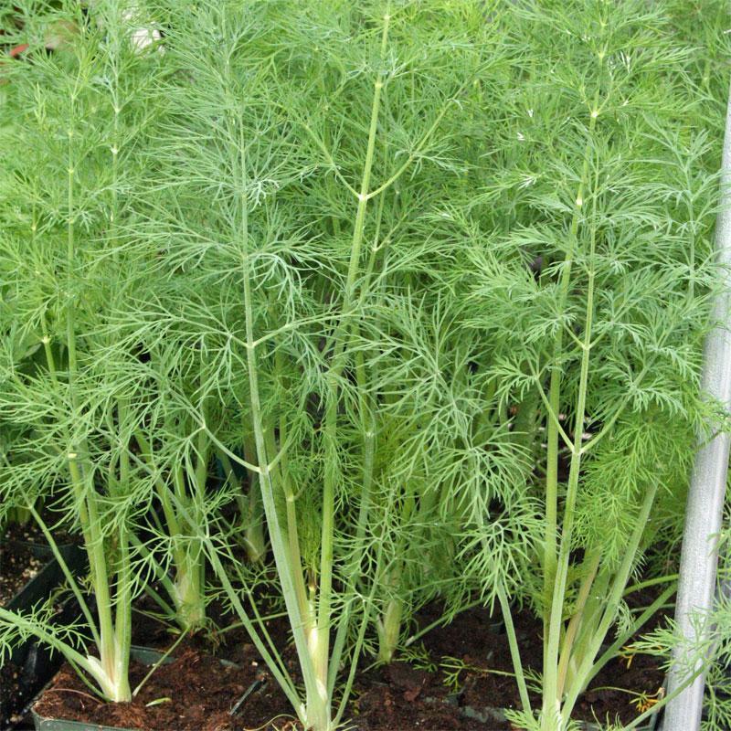 300 DILL DUKAT SEEDS NON – GMO FRESH HARVEST FOR 2024 GARDENS