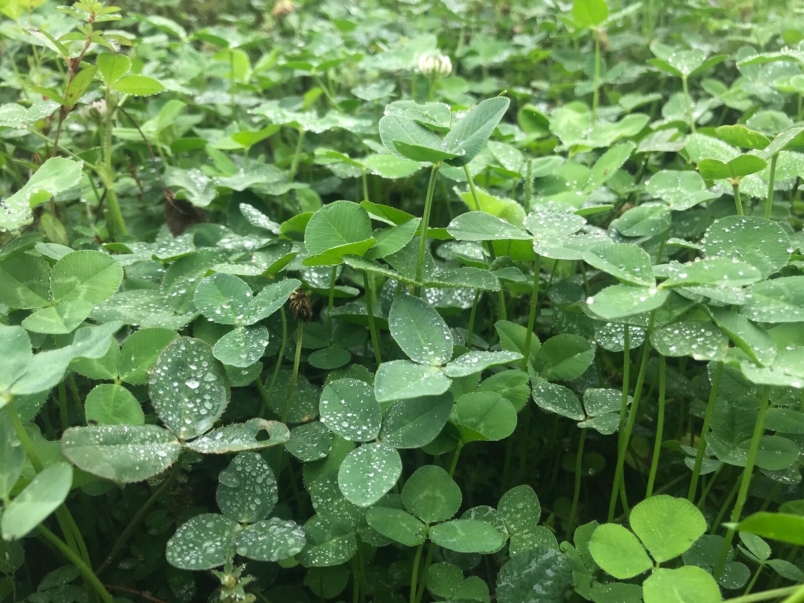 Irresistible Clover, Chicory Deer/turkey Annual Food Plot Seed, Spring 1 Acre