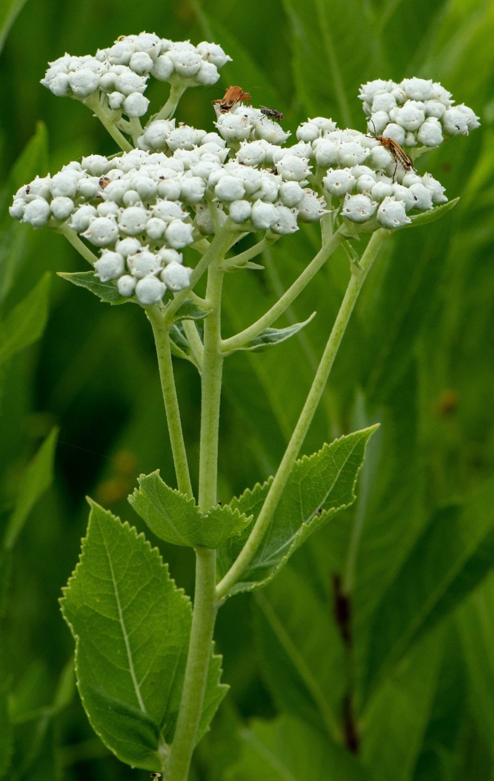 Wild Quinine SEEDS (Parthenium integrifolium), American Feverfew