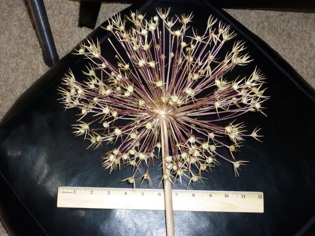 40+ RARE HUGE PURPLE ALLIUM CHRISTOPHII 12″ VOLLEYBALL SIZE LILAC FLOWER SEEDS