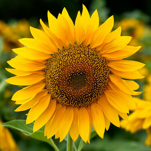 Sunflower MAMMOTH GREY – STRIPE Edible HEIRLOOM Bees 12′ Tall! Non-GMO 50 Seeds!