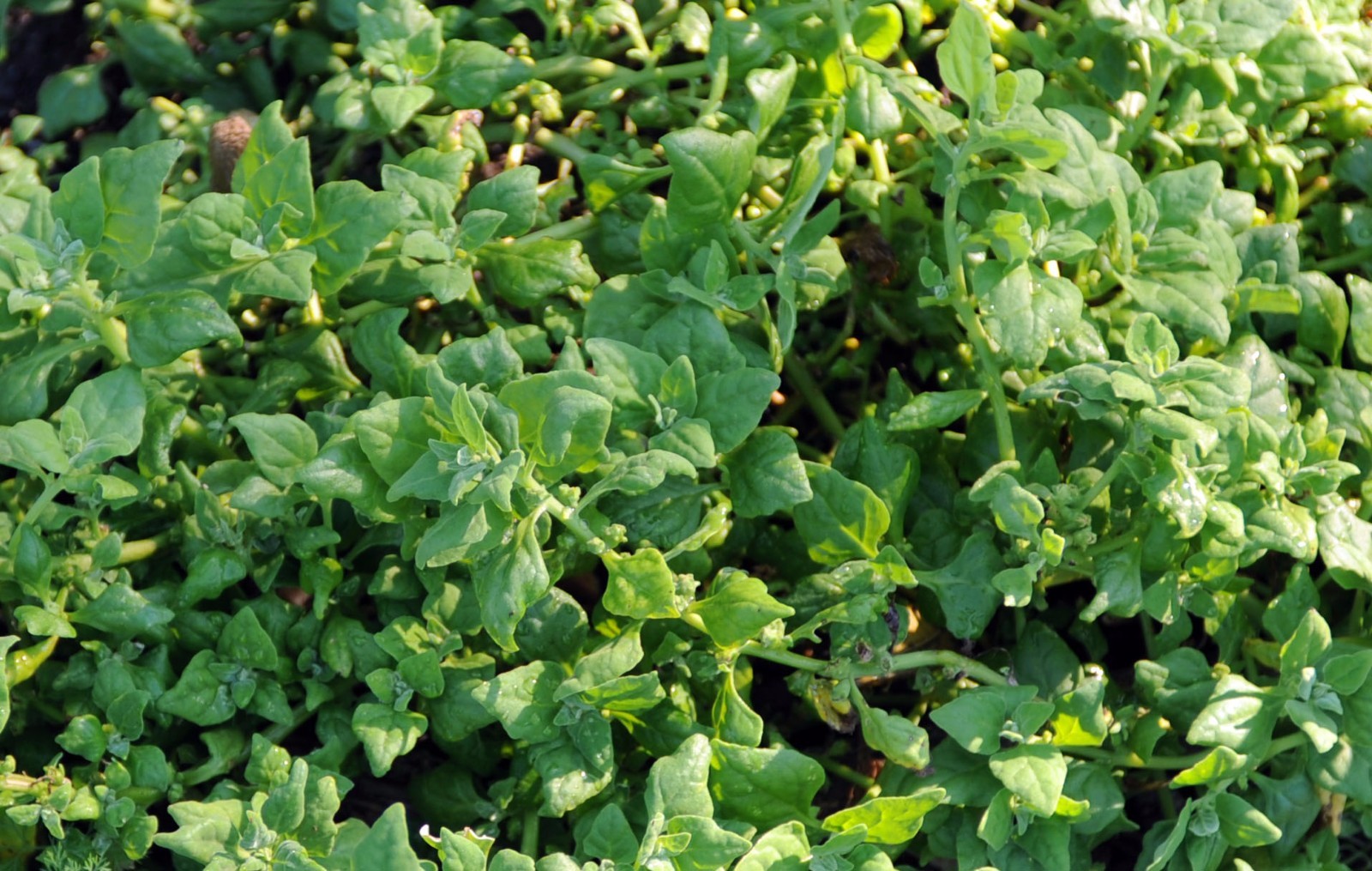 New Zealand Spinach Seeds, Bulk, NON-GMO, Heirloom, Variety Sizes, FREE SHIPPING
