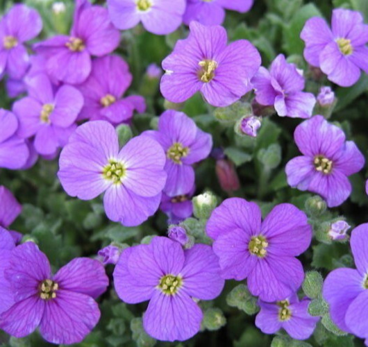 PURPLE ROCKCRESS SEEDS 200+ AUBRIETA DELTOIDEA perennial FLOWER garden FREE SHIP