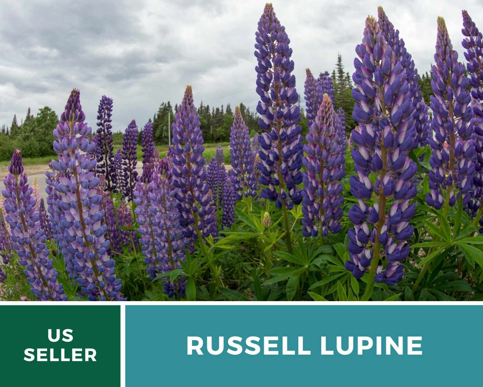 Lupine, Russell – 50 Seeds – Pollinator & Hummingbird Friendly – Sow in Fall or