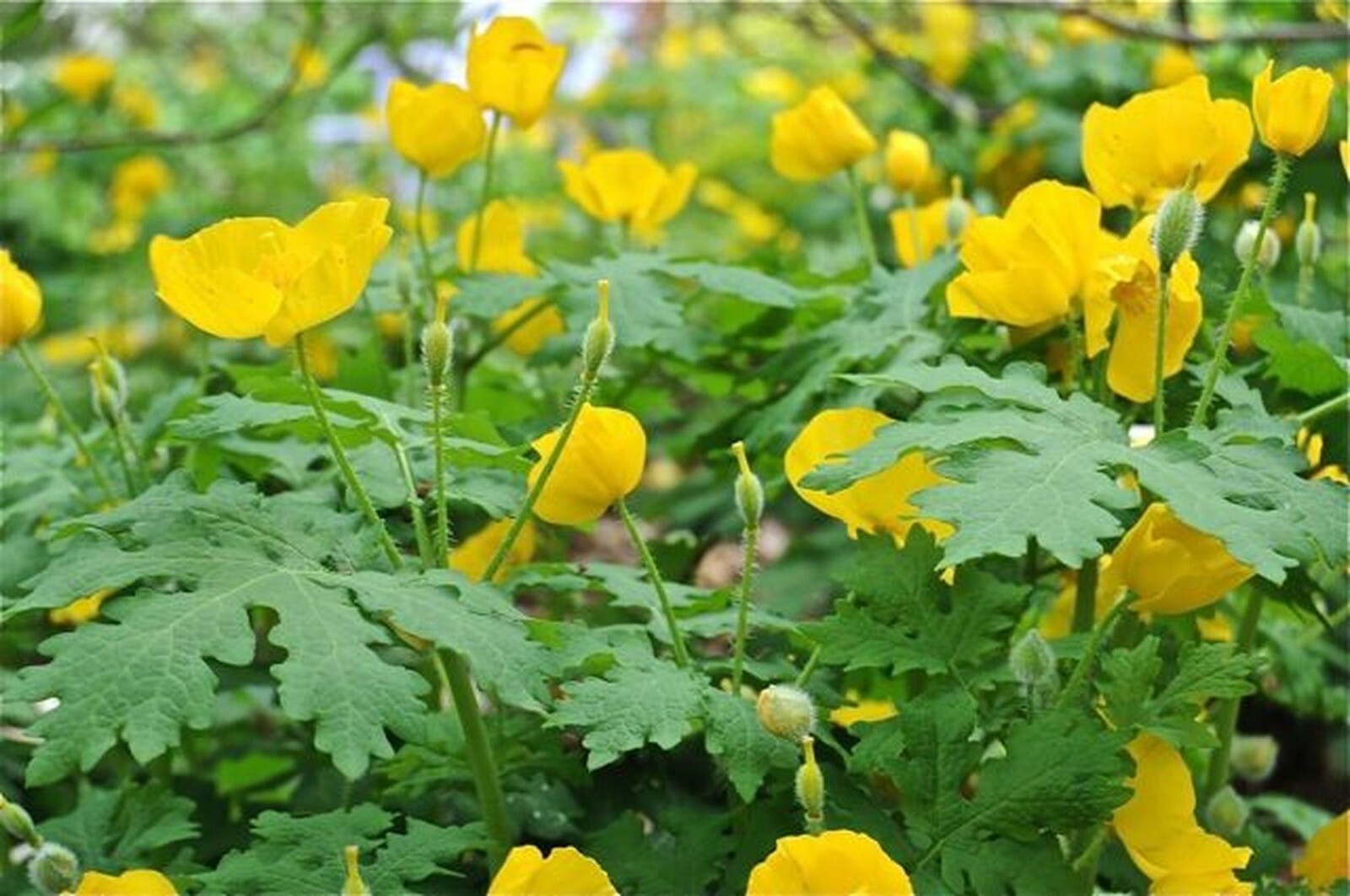 CELANDINE POPPY 20 bulb (Stylophorum eiphyllym