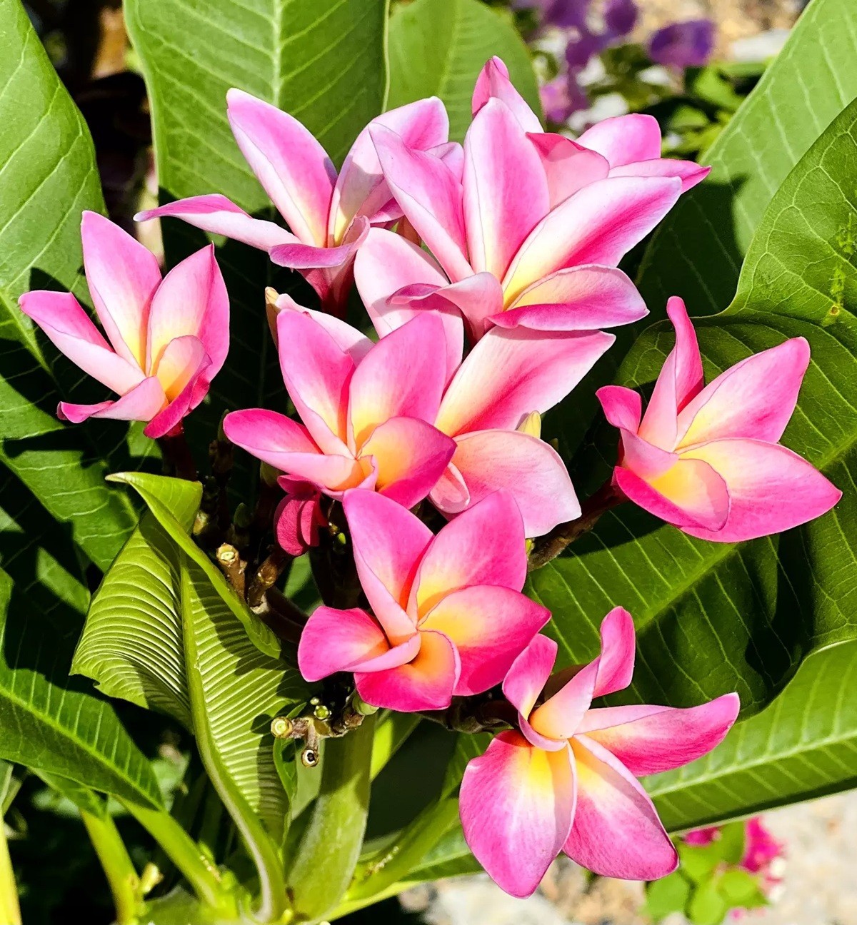 5 Pink Yellow Plumeria Seeds Perennial Flowers Seed Frangipani US SELLER
