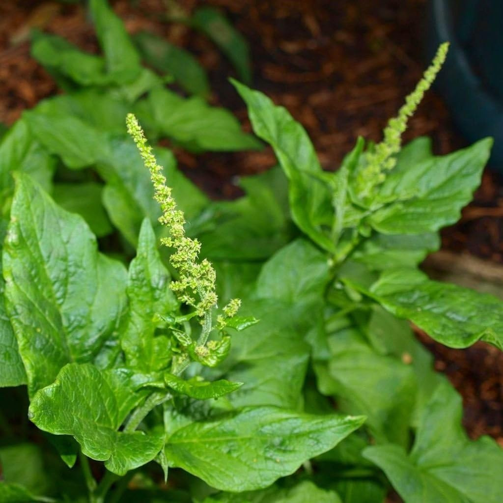 Good King Henry Seeds for Planting – Rare Perennial Edible Herb – Chenopodium Bo