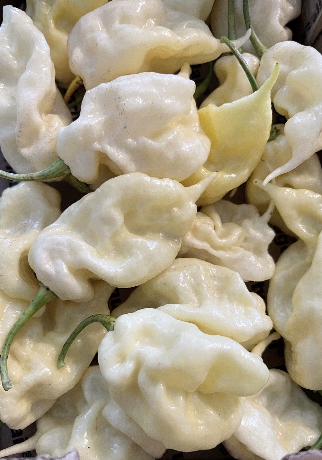 50 White Ghost Scorpion Superhot Pepper Seeds