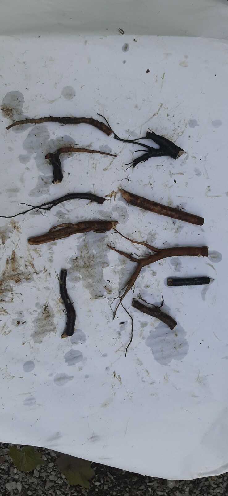 Comfrey Root Cuttings – Naturally Grown using no Chemicals