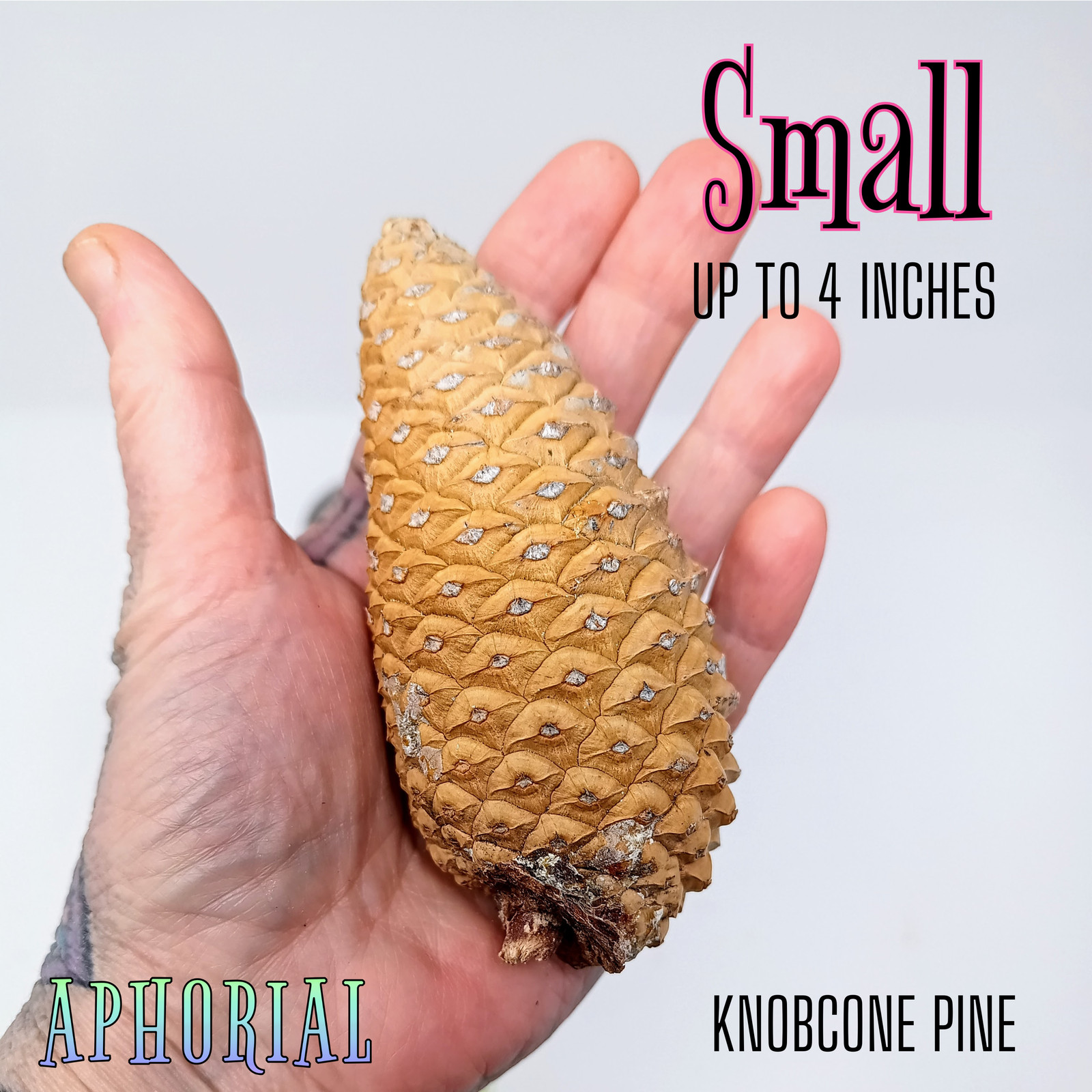 Whole Knobcone Pine Cone Pinus Attenuata Pinecones for Crafts Decorations Jewelr