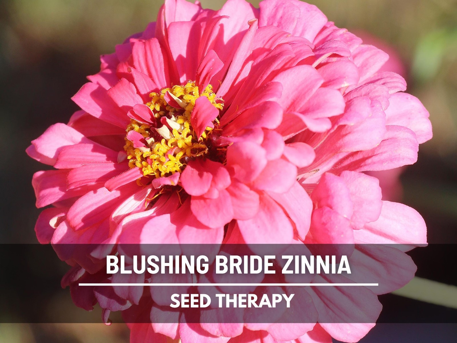 Blushing Bride Zinnia Seeds – Heirloom Flower, Large Double Blooms, White & Pink