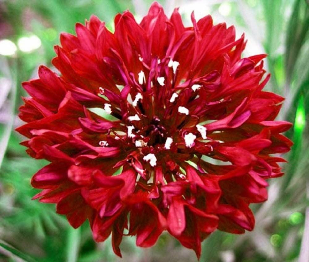 Bachelor Button Seeds, Tall Red Flower Seeds, “COOL BEANS N SPROUTS”