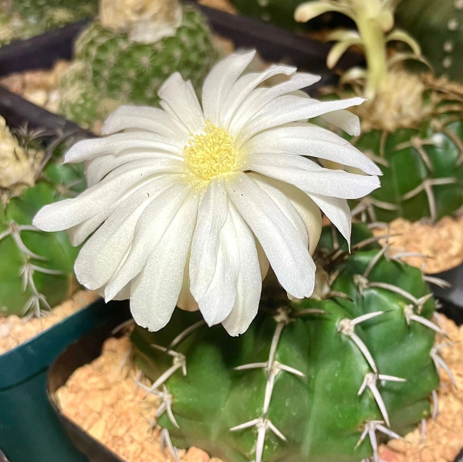 Seed- Discocactus crystallophilus (25+ seeds) 2026