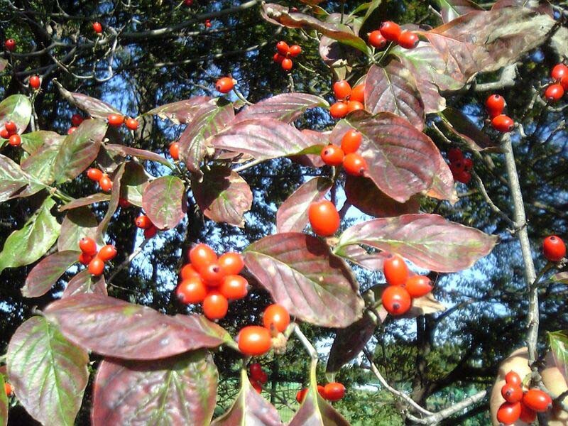 Red Flowering Dogwood, Cornus florida rubra, Tree Seeds (Showy Flowers, Hardy)