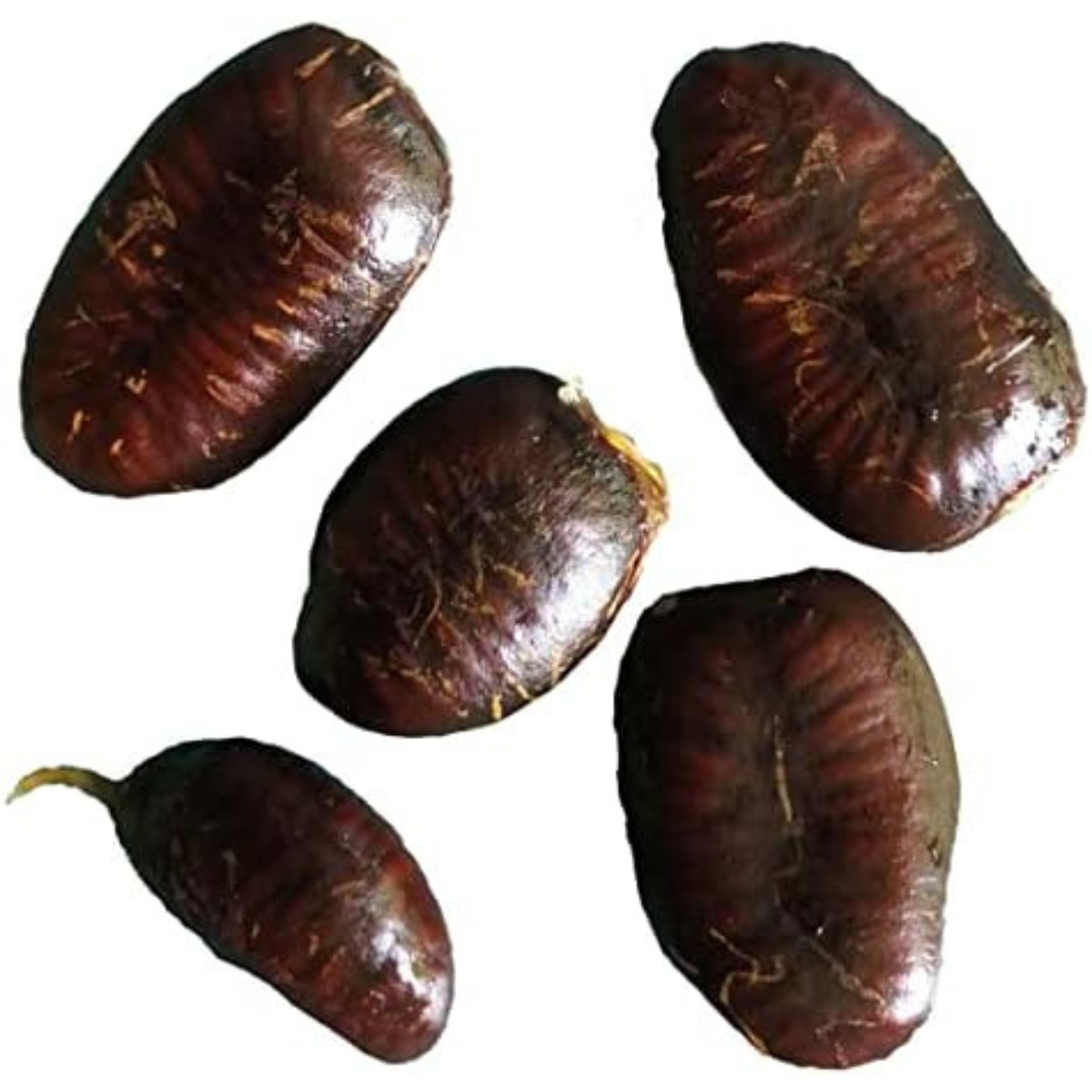 Pawpaw (Asimina triloba) 5 Seeds (10 grams) by Smoke Camp Crafts