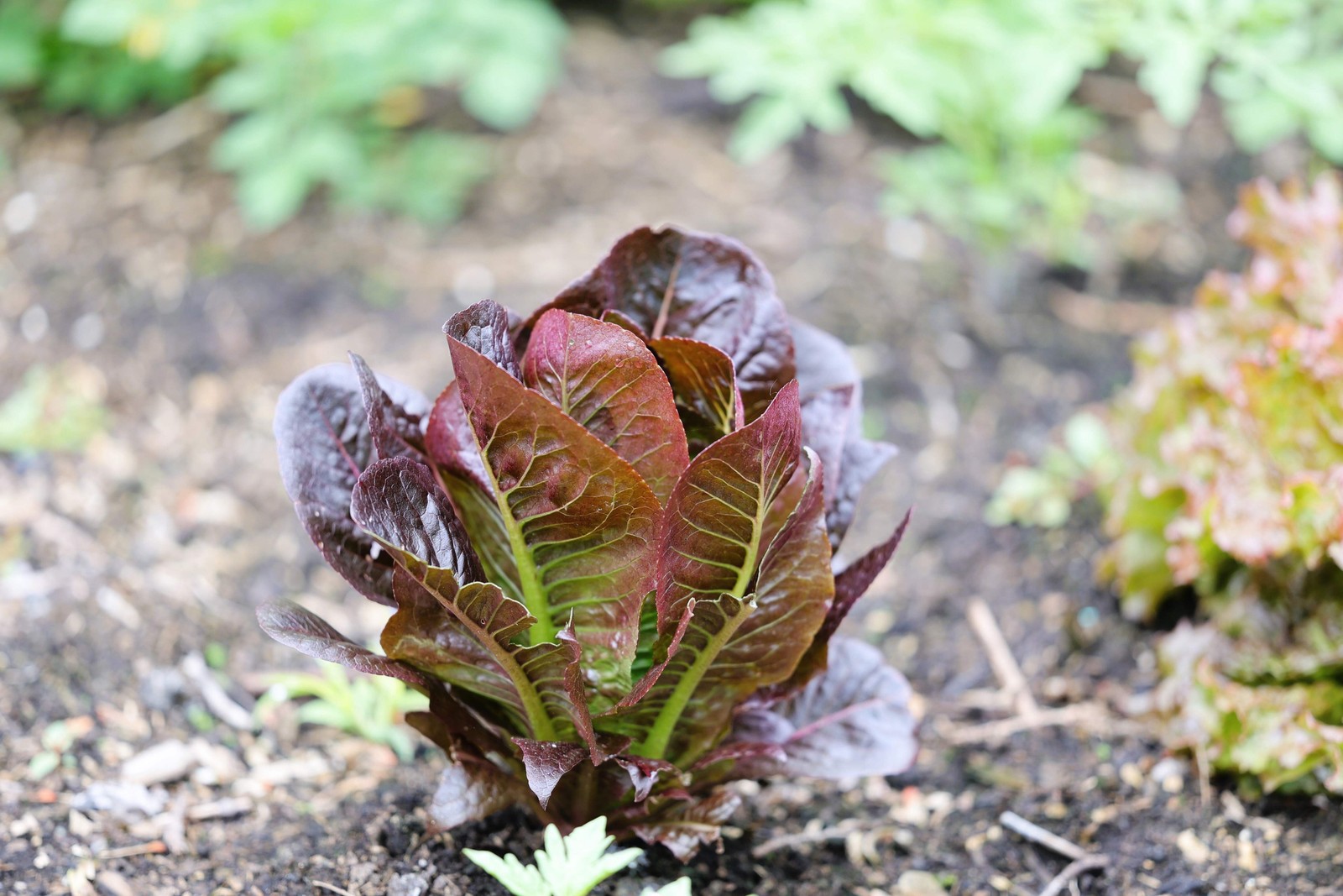 3000 RED ROMAINE LETTUCE Lactuca Sativa Vegetable Seeds *Flat S/H