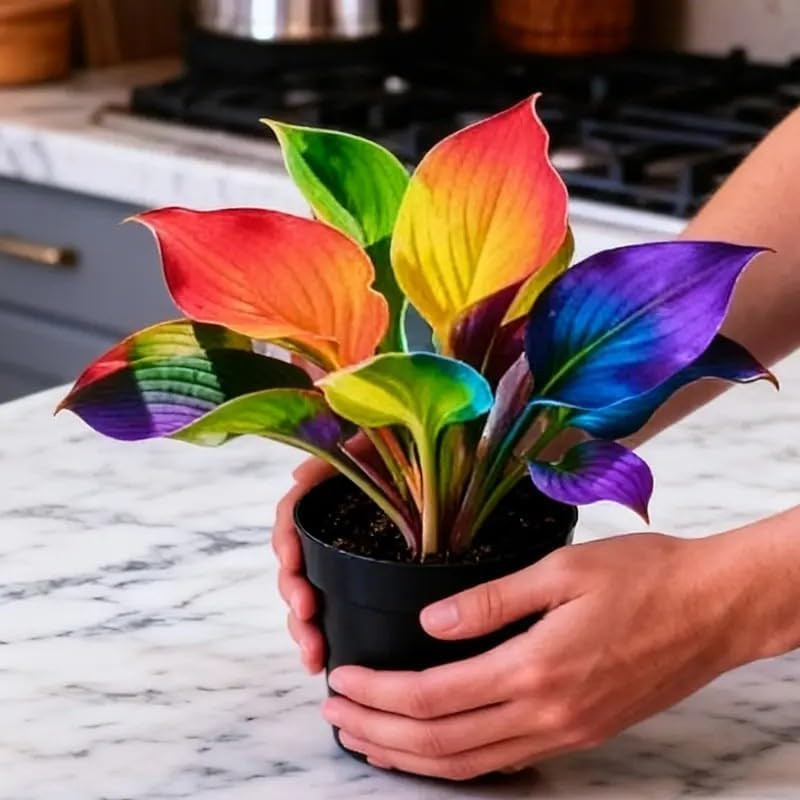 115+ Hosta Seeds for Planting – Perennial Shade Loving Foliage Rainbow