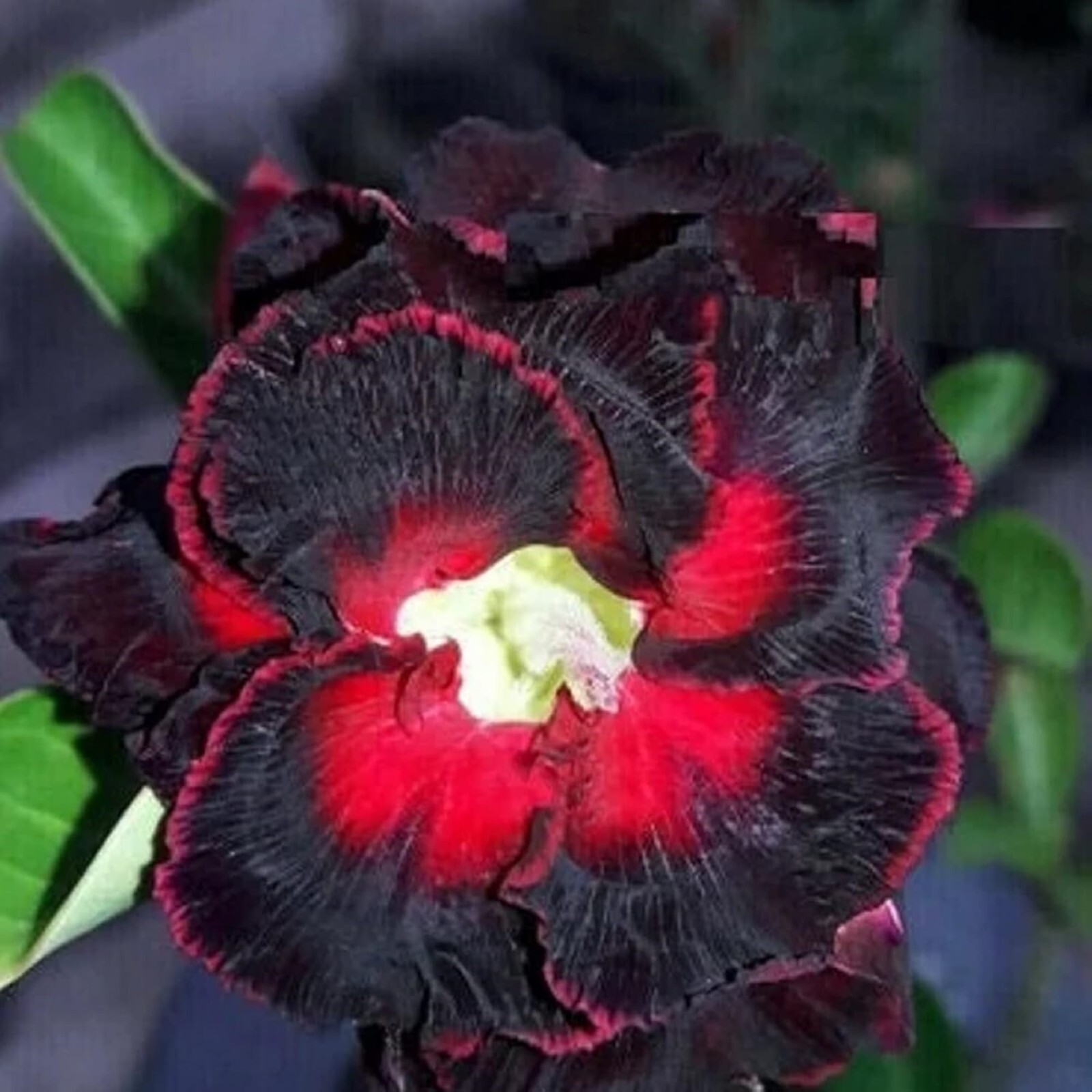 10 Black Lover Desert Rose Seeds Adenium Obesum Flower Perennial Seed US SELLER