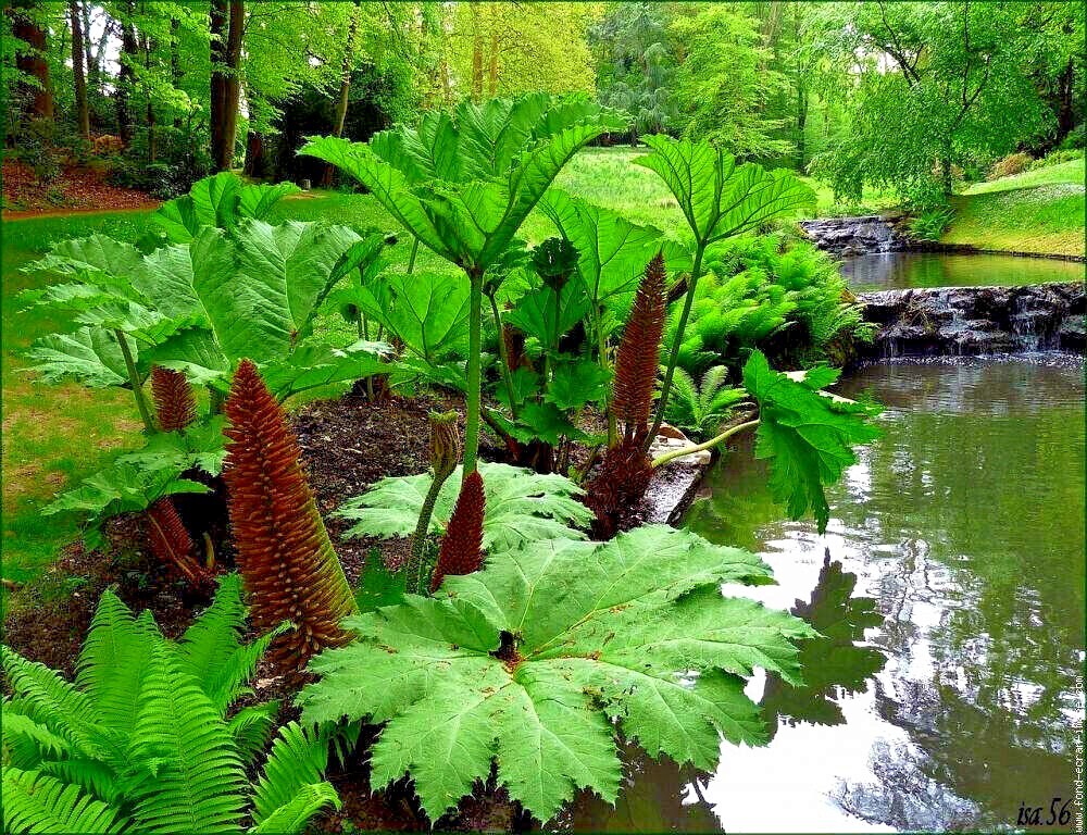 25 GUNNERA MANICATA SEEDS “Dinosaur Food” Giant Hardy Exotic Flower Plant RARE!