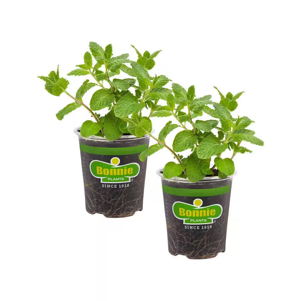 19 Oz. Sweet Mint Herb Plant (2-Pack)