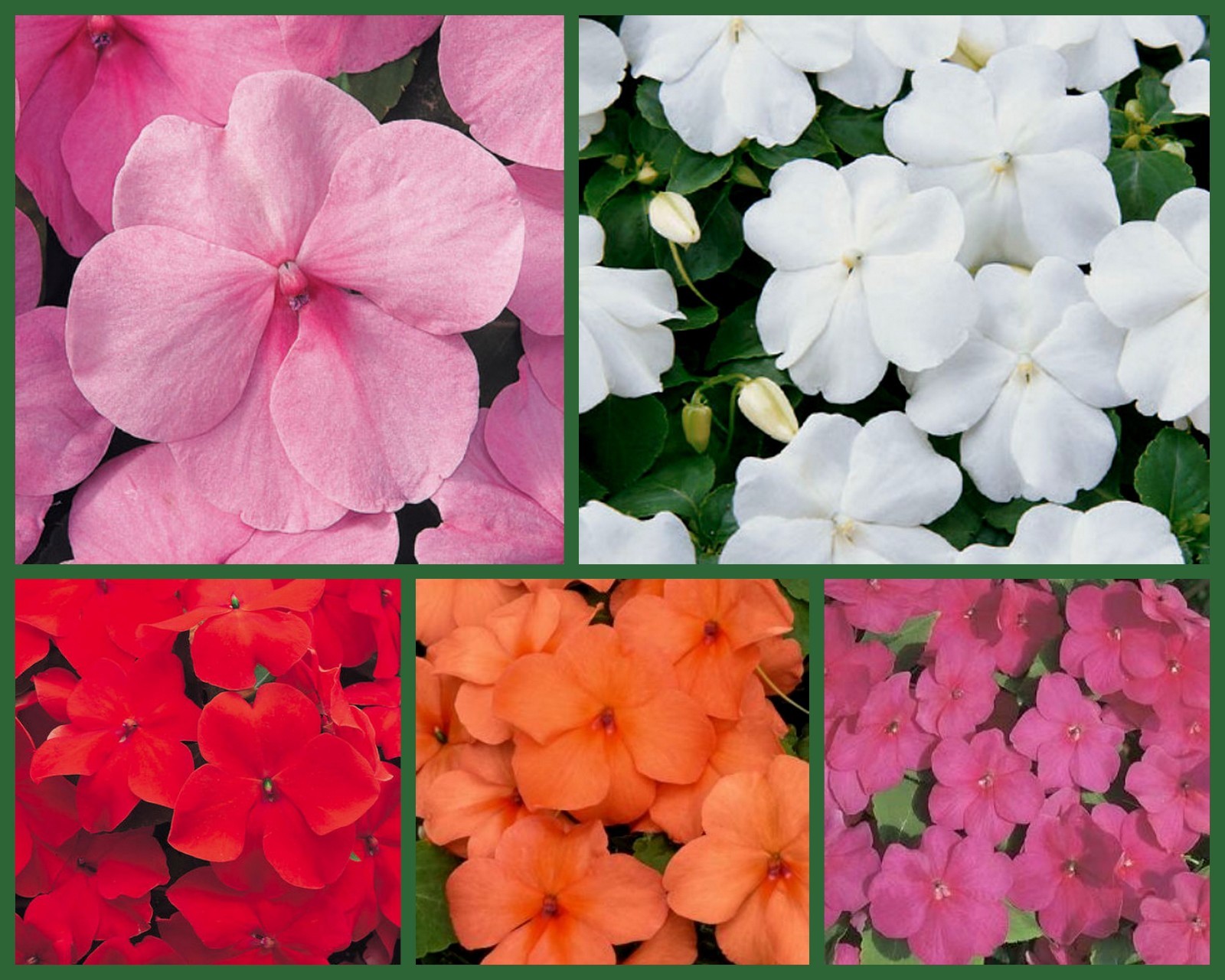 “Impish Impatiens” 5 Packs, Red Impatiens, Orange Impatiens, Pink Impatien Seeds