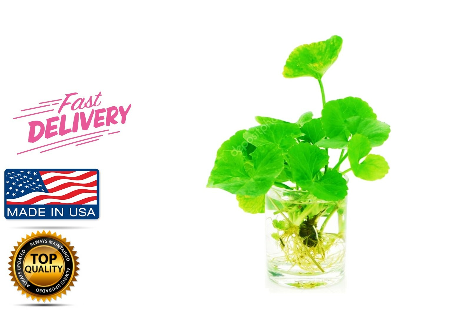 Rau Má Pennywort Gotu Kola Centella Asiatica Ji Xue Cao Bua BoK herbal 3x Plant