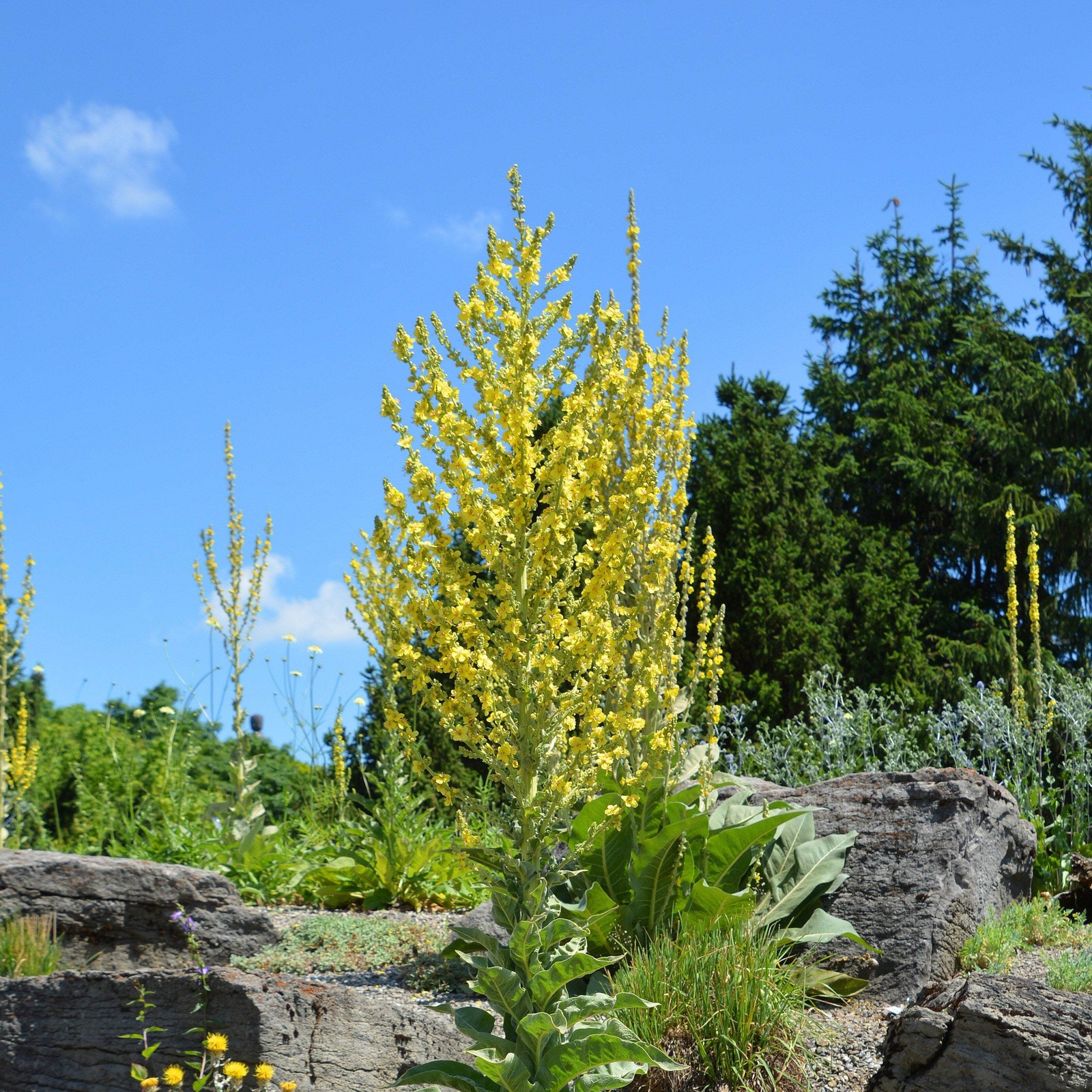 Olympic Mullein Seeds (Verbascum olympicum) ~Traditional Herb Pollinator Garden