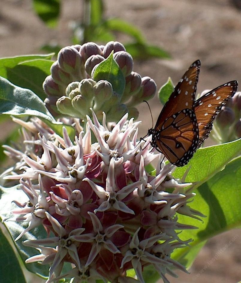Showy Milkweed Pink Seeds Flower. 50 Seeds. Free Shipping!