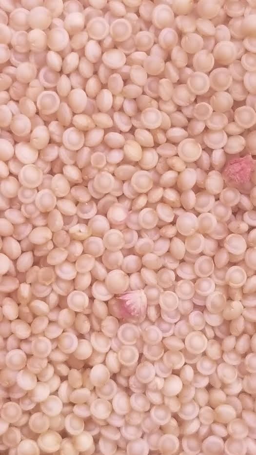 ~150 Amaranth “red garnet” seeds. Hardy GF grain from 10-foot-tall plant.