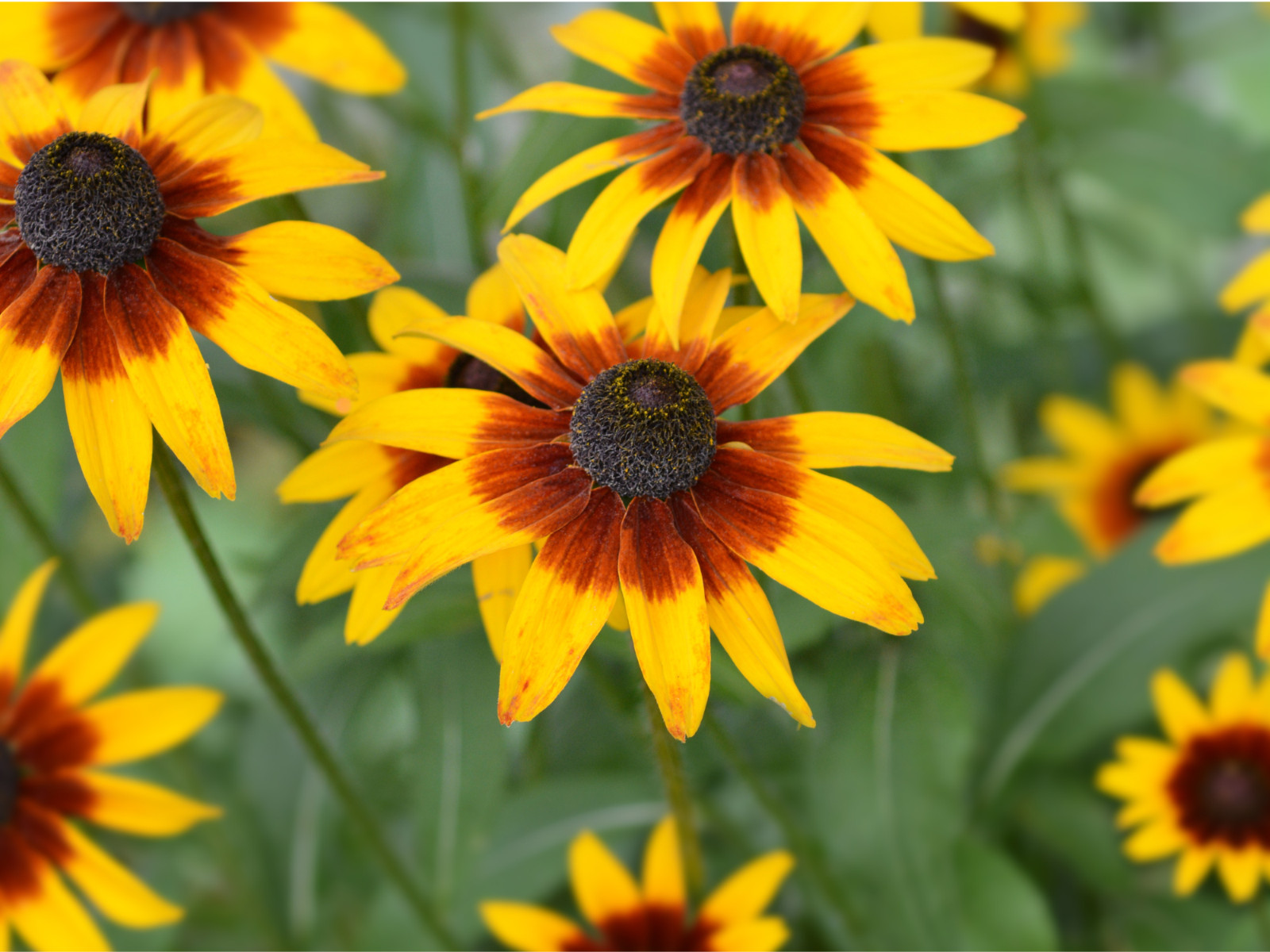 100 Seeds| Gloriosa Daisy Seeds #N005