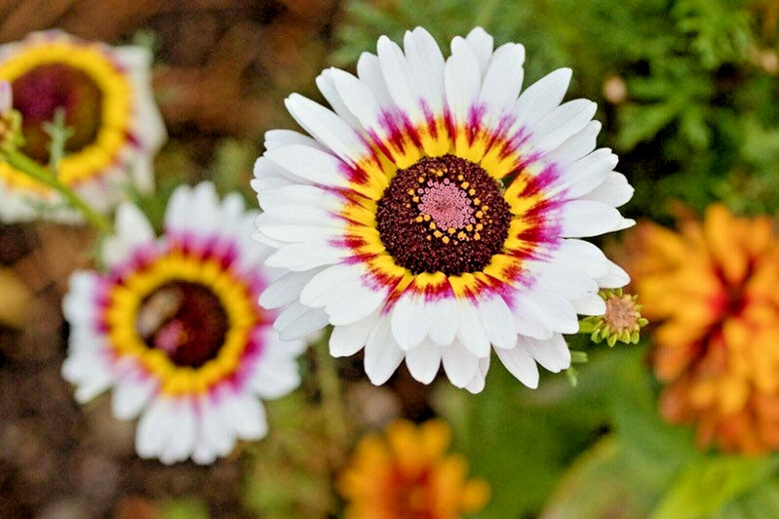 500+ PAINTED DAISY TRICOLOR AUTUMN MIX SEEDS GIGANTIC FLOWERS BUTTERFLIES BEES