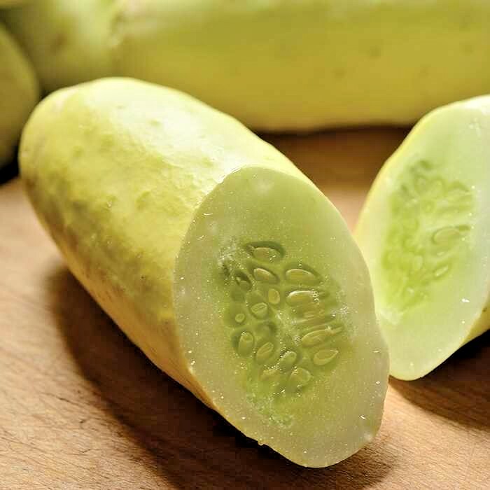 31+MINIATURE Sweet White Bush CUCUMBER Seed Container Vegetable Garden Organic