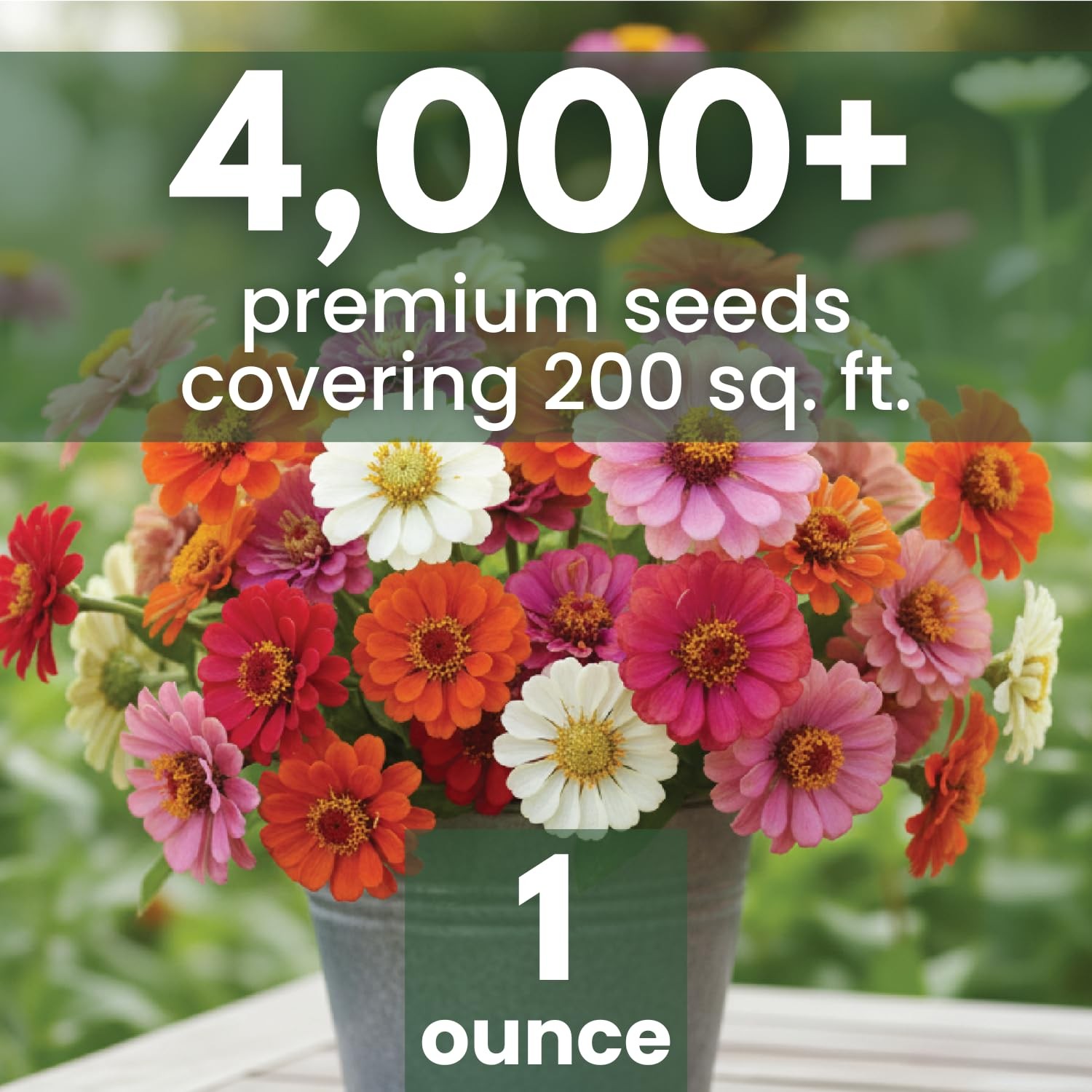 Zinnia Seeds for Planting – 4,000 Count, 1 Ounce Pouch, Easy Growth