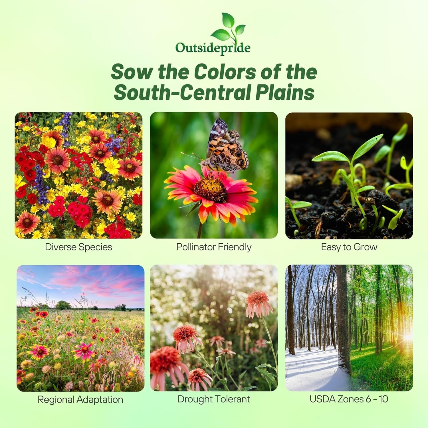 5 LBS Texas and Oklahoma Wildflower Seed Mixes For Planting Outdoors