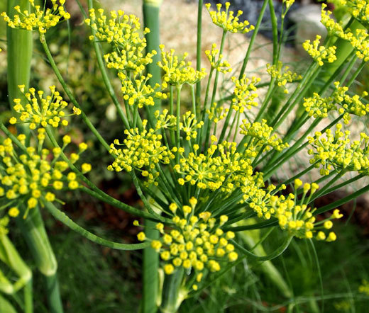 FENNEL FLORENCE Anise Foeniculum Vulgare -1,000 Bulk Seeds