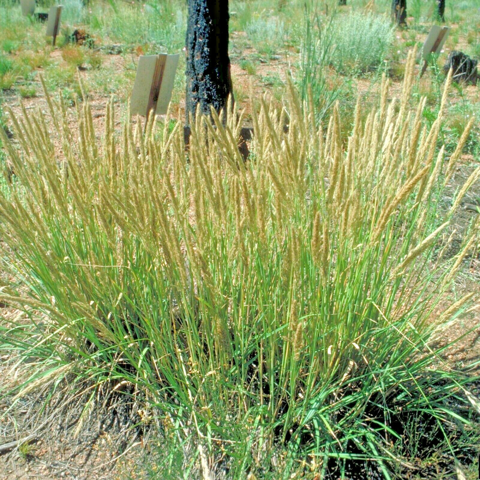 501+PRAIRIE JUNE GRASS Seeds Native Ornamental Drought Heat Cold Container Easy