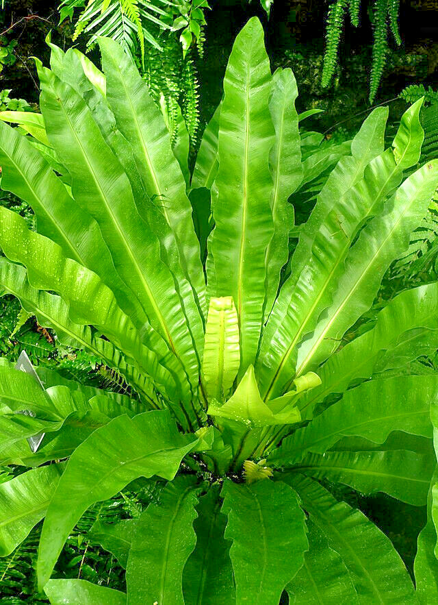 HARDY TONGUE FERN 1001 SPORES (SEEDS) COLD HARDY ASPLENIUM SCOLOPENDRIUM