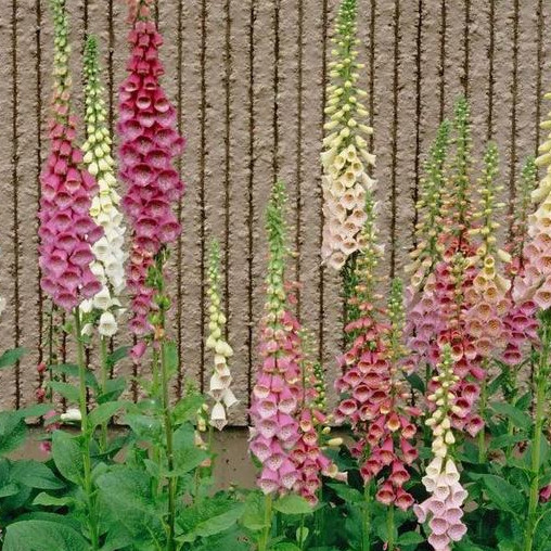 Excelsior Mix Foxglove Seeds | 750 – 15,000 Seeds | Non-GMO | Free Shipping 1246
