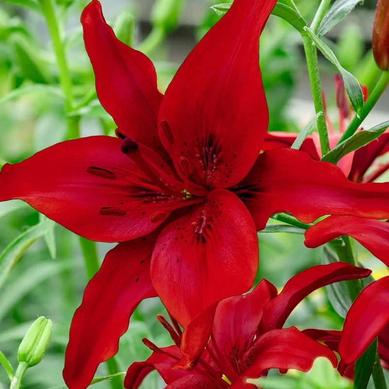 Gladiolus Flower Bulbs 30 Mix Colors Florist Bouquet Gladioli Sword Lily Plants
